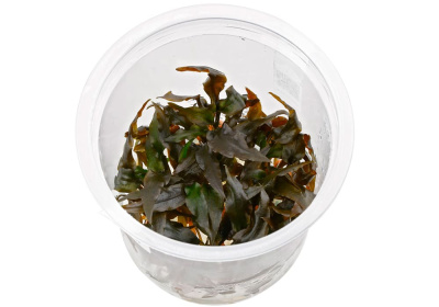 Криптокорина браунминго (меристемное растение)